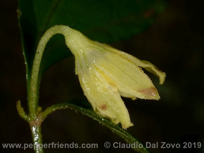 Capsicum neei Barboza & X.Reyes