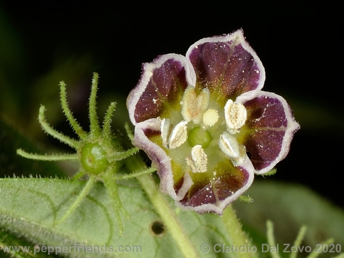 Capsicum sp. undescribed species