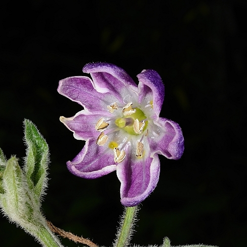 C.pubescens1