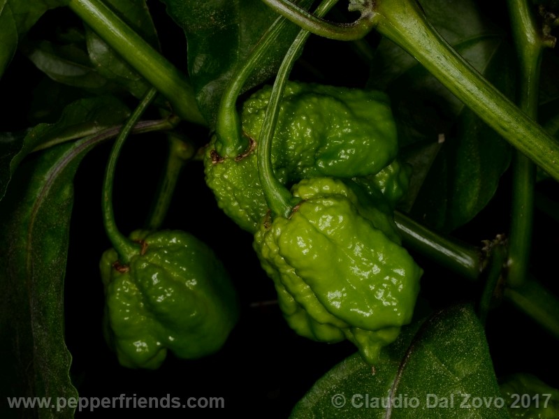 7-pod-primo-yellow_001_frutto_01.jpg