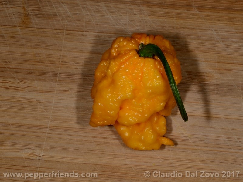 7-pod-primo-yellow_001_frutto_10.jpg