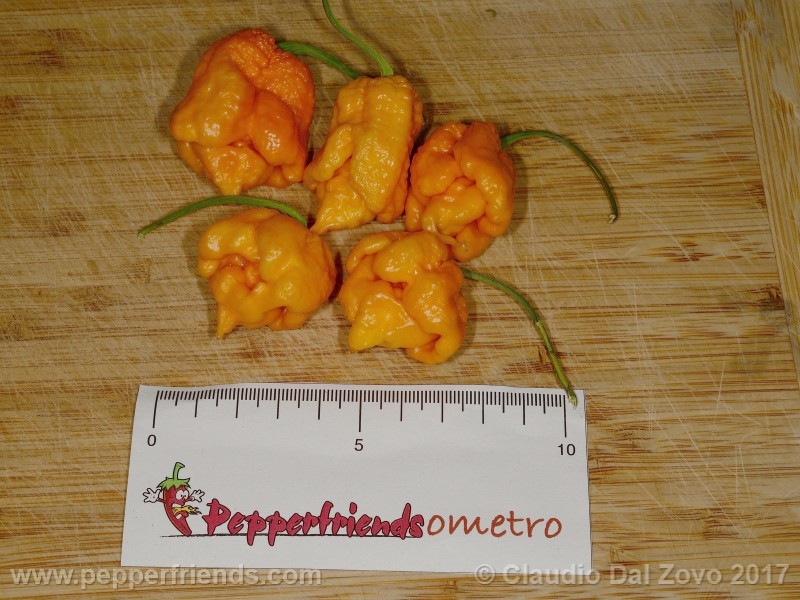 7-pod-primo-yellow_001_frutto_15.jpg