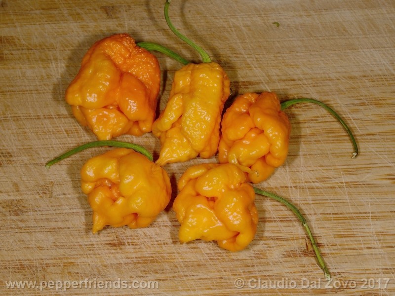 7-pod-primo-yellow_001_frutto_16.jpg