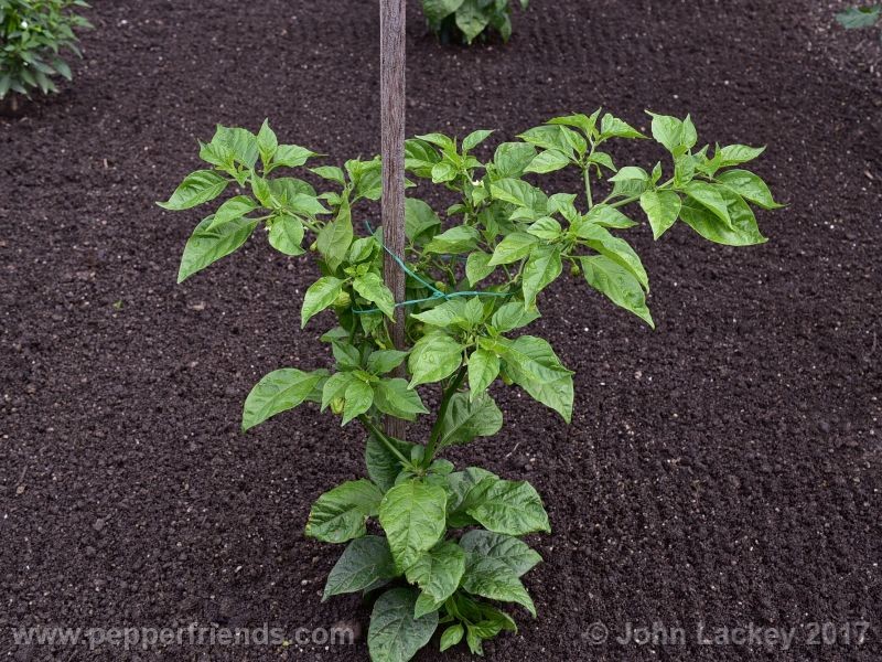 7pod-bubblegum-white_001_pianta_03.jpg