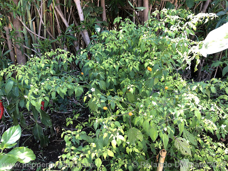 Capsicum-baccatum-var-baccatum-br01_001_1_1_0005_img_2305.jpg