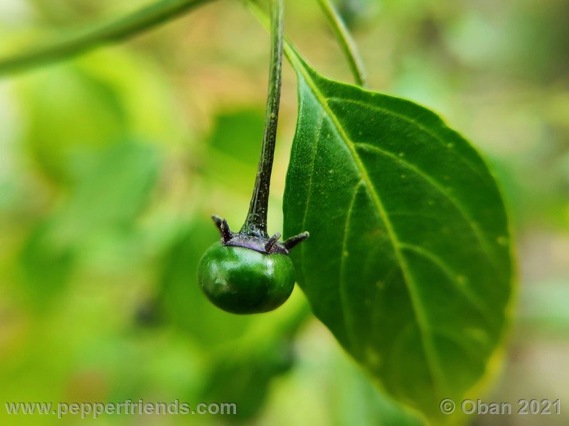 cardenasii-usda_005_frutto_07.jpg