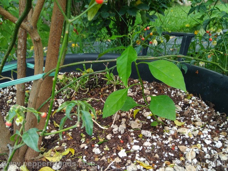 Capsicum-flexuosum_002_11_flexuosum_002_pianta_77.jpg