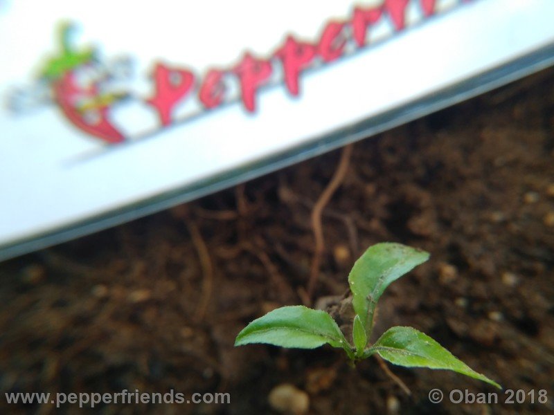 Capsicum-flexuosum_002_13_flexuosum_002_pianta_78.jpg