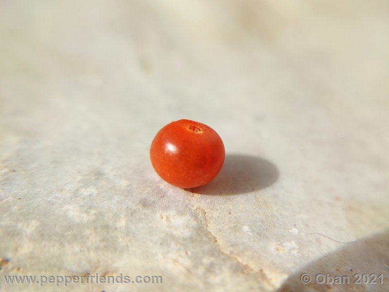 flexuosum_004_frutto_09.jpg