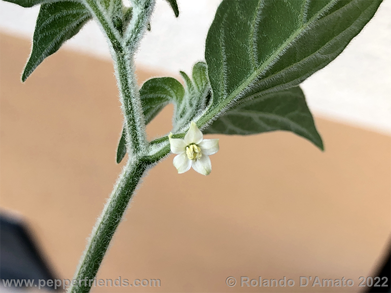 Capsicum-galapagoense_002_4_5.png.5dbdc447d68f8661567a7cb73e8d7922.png.4940f5464bbd742191466e9d8c232bc4.png