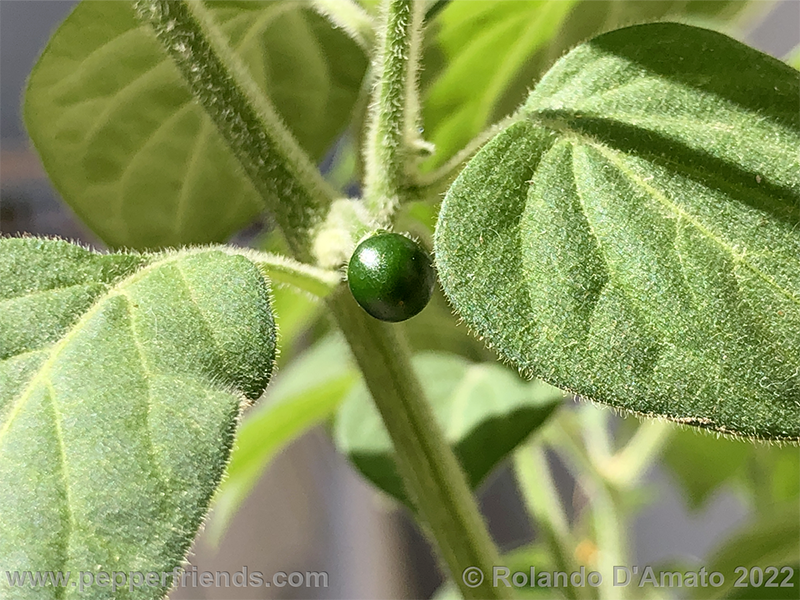 Capsicum-galapagoense_002_5_3.png.45f4e108546c5490df8ee3eaa78db49e.png.d9bcf5f3c01e1fa459be69e5aa9a6f98.png