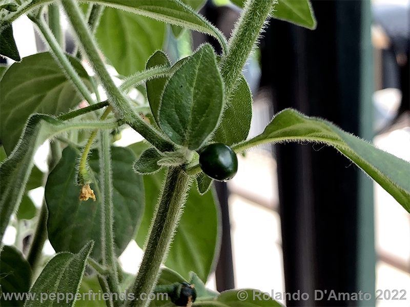 Capsicum-galapagoense_002_6_12.png.bbeec94e6a98f5e3b71d02a3d94956a1.png.ce8f378cc527665c7eeebc5b7709030b.png