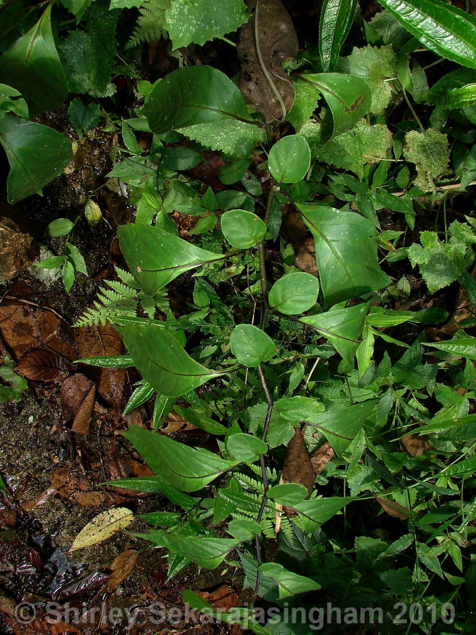 Capsicum-geminifolium_pianta_21.jpg