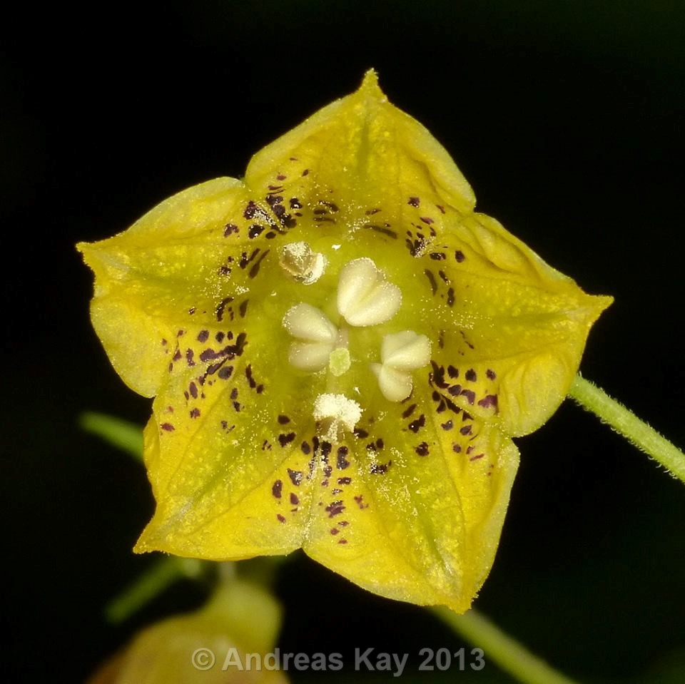 Capsicum-lycianthoides_fiore_01.jpg