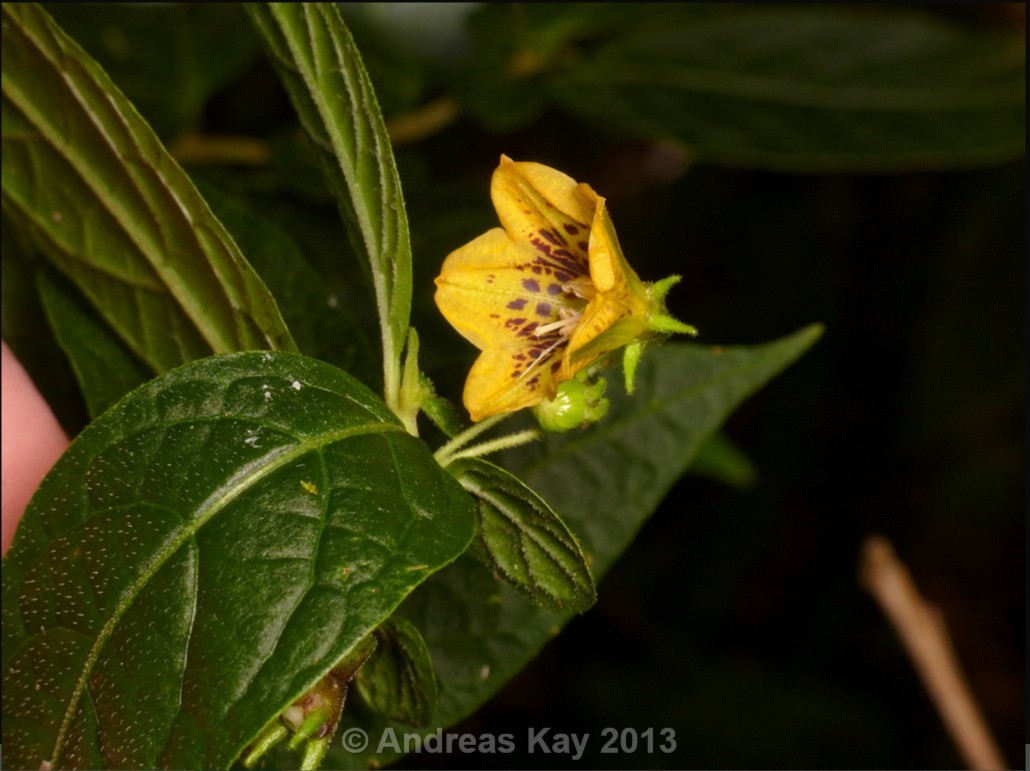 Capsicum-lycianthoides_fiore_03.jpg