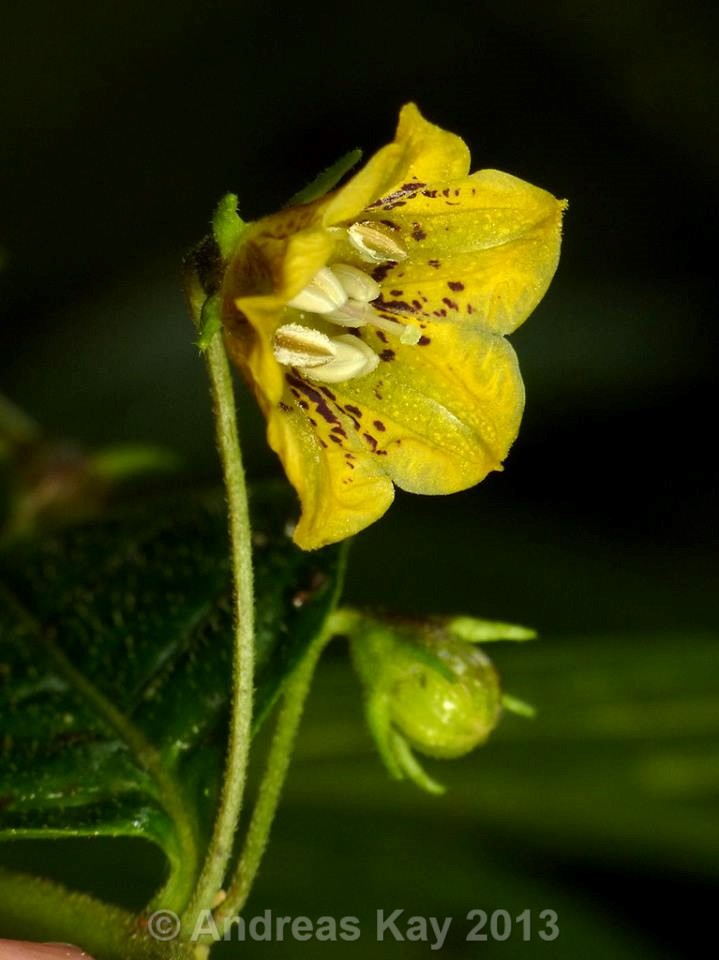 Capsicum-lycianthoides_fiore_04.jpg