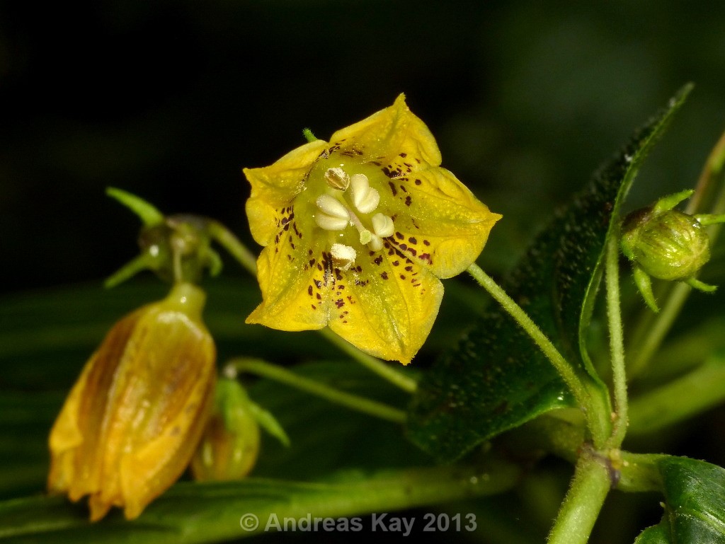 Capsicum-lycianthoides_fiore_05.jpg