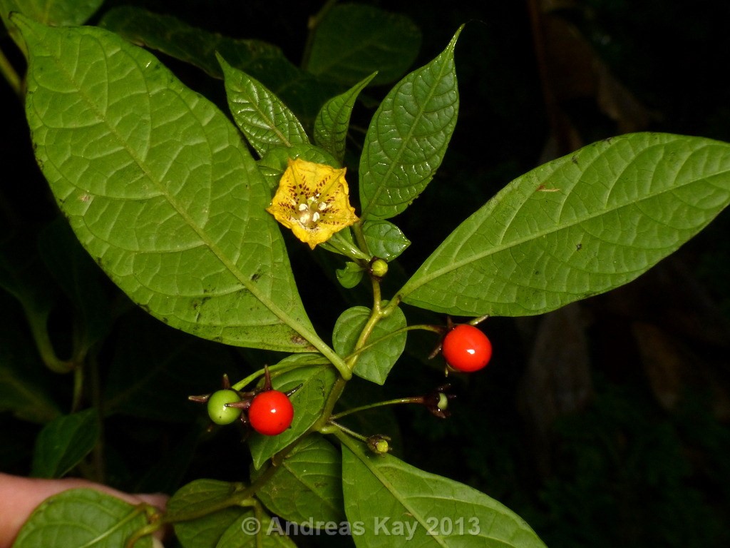 Capsicum-lycianthoides_frutto_01.jpg