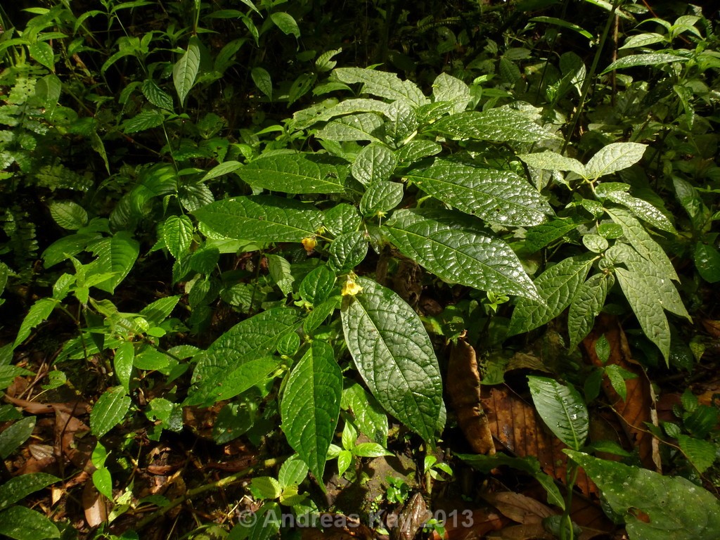 Capsicum-lycianthoides_pianta_01.jpg