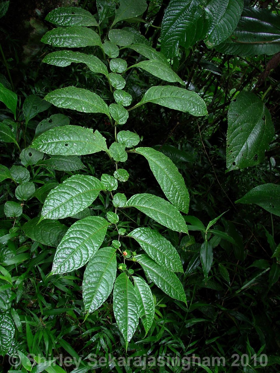 Capsicum-lycianthoides_pianta_21.jpg