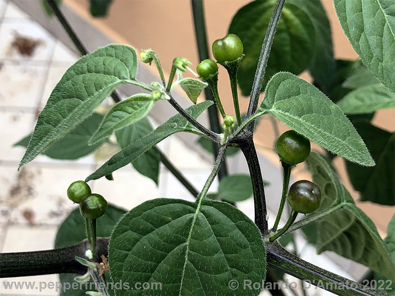 Capsicum-rabenii-br01_001_10_1_0014_18.png.179a22a0a919e2becce55776c7d49bc7.jpg