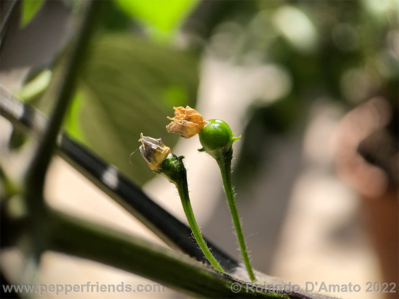 Capsicum-rabenii-br01_001_11_1_0020_1.png.a462d0da05bf7fbf5215a58df52cbe2c.jpg