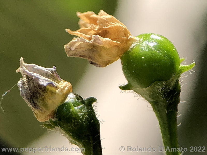 Capsicum-rabenii-br01_001_12_1_0018_3.png.a55830c1bfa4f29a4cde31e9b8e14e80.jpg