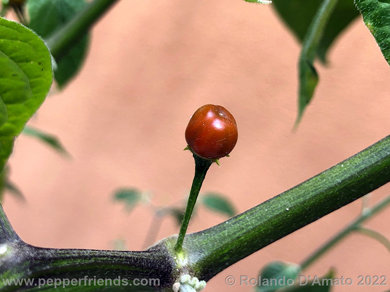 Capsicum-rabenii-br01_001_13_1_0022_Sfondo.jpg