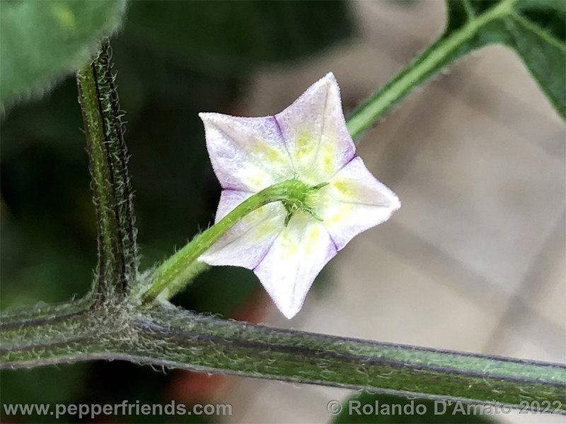 Capsicum-rabenii-br01_001_5_1_0017_10.jpg