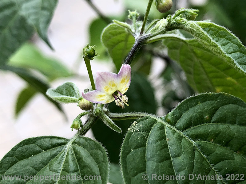 Capsicum-rabenii-br01_001_6_1_0015_17.png.4f8d150ff5fb69d65d49c20b24d89d41.jpg