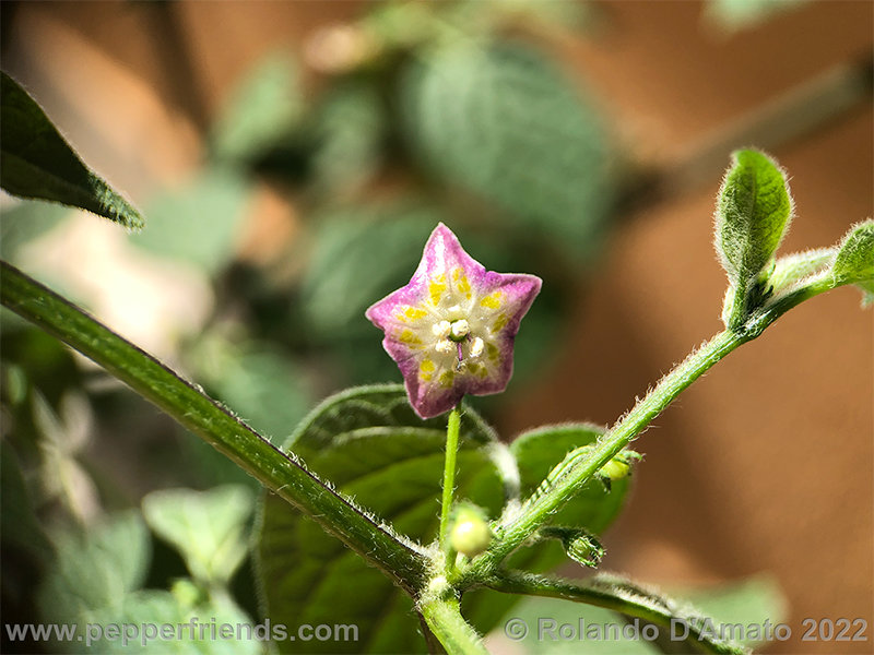 Capsicum-rabenii-br01_001_7_1_0019_2.png.da7b7ad037ebb3275c2ee97c76d9a771.jpg