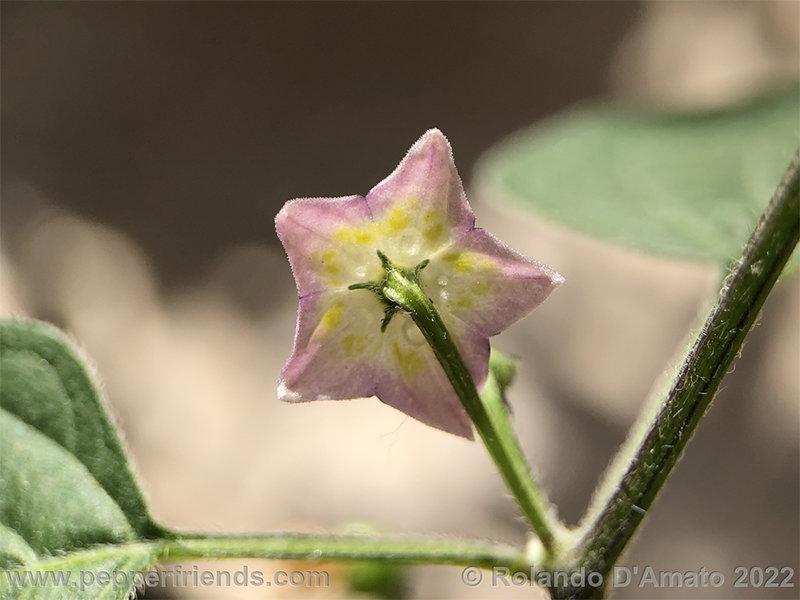 Capsicum-rabenii-br01_001_8_1_0021_img_9714_1_.png.fe8f4f7a36de9cc4396ccc45e2ca3362.jpg