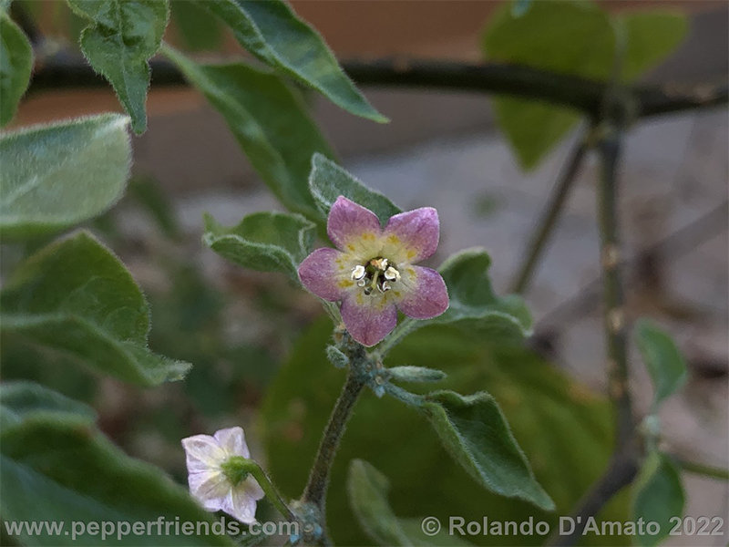 Capsicum-rabenii-br01_001_9_1_0003_img_2751.jpg