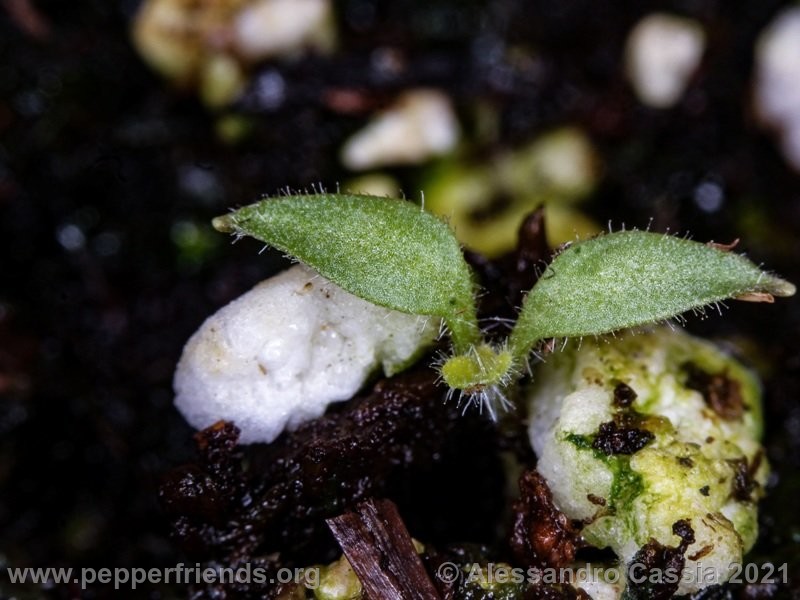 Capsicum-rhomboideum_005_10_PSX_20201227_101803.jpg