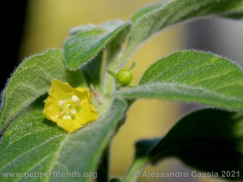 Capsicum-rhomboideum_005_3_IMG_2376.jpg