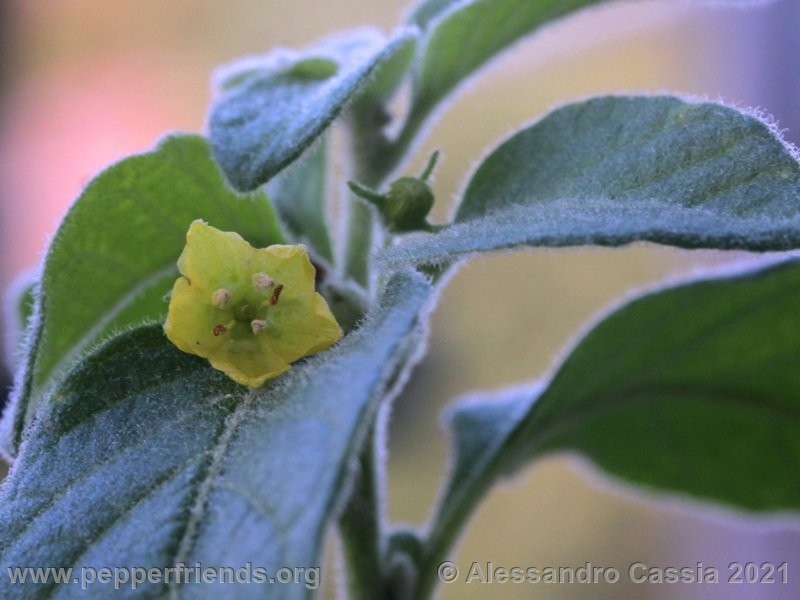 Capsicum-rhomboideum_005_4_IMG_2382.jpg