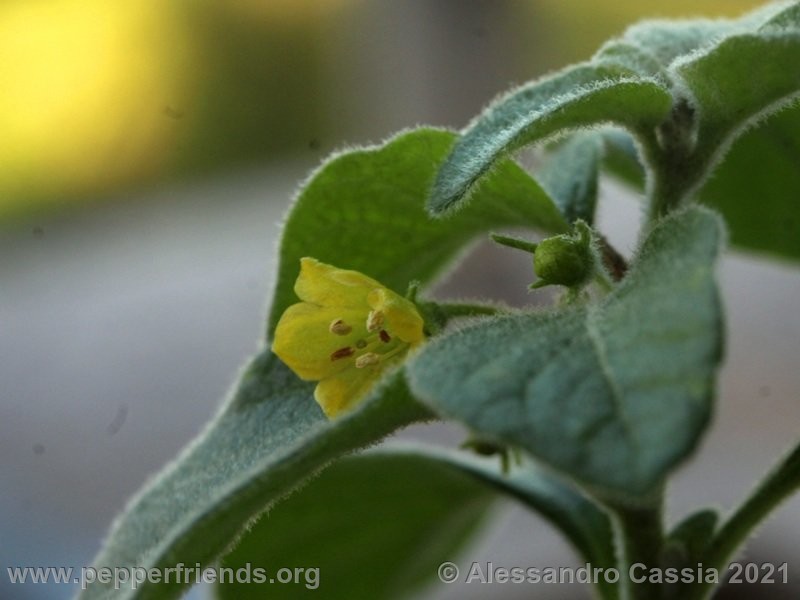 Capsicum-rhomboideum_005_5_IMG_2385.jpg