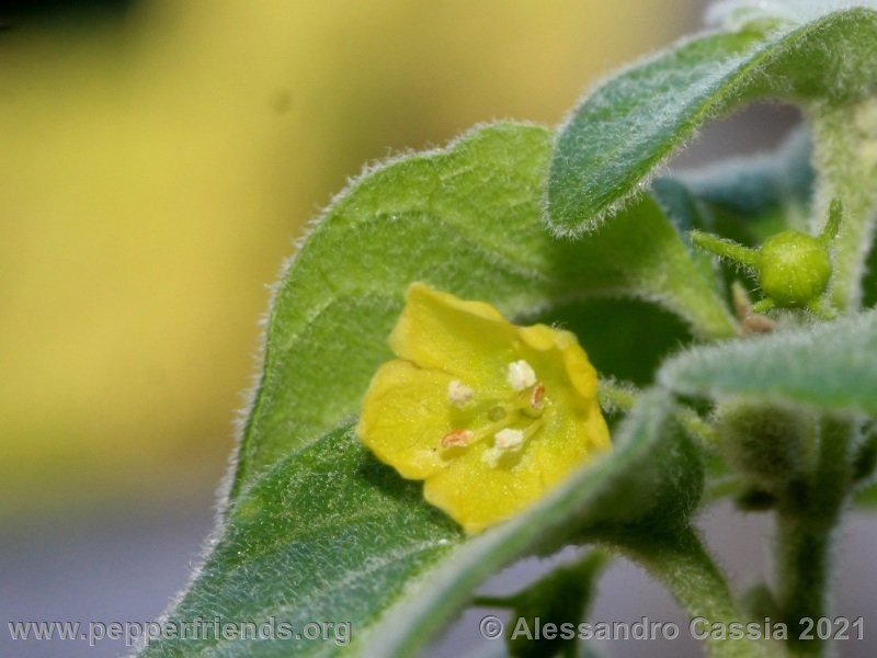 Capsicum-rhomboideum_005_6_IMG_2388.jpg