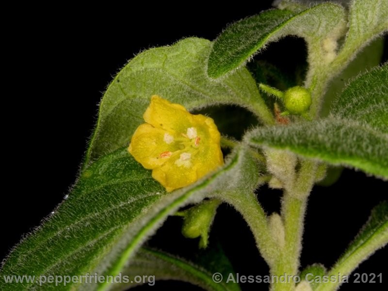 Capsicum-rhomboideum_005_7_IMG_2392.jpg