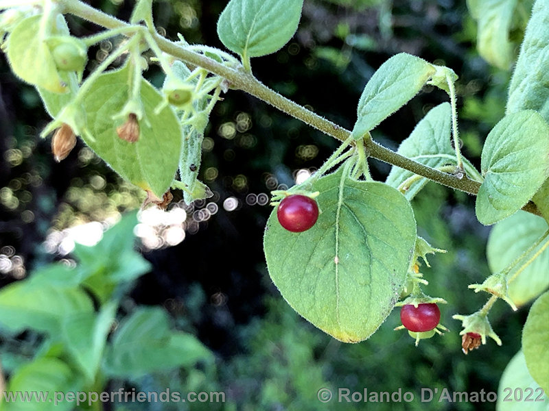 Capsicum-rhomboideum_006_10_3.jpg