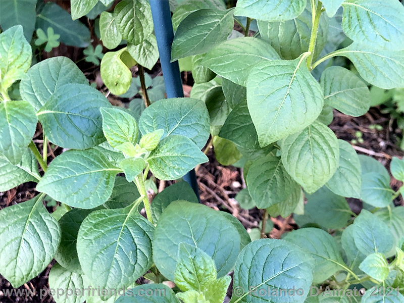 Capsicum-rhomboideum_006_1_2.png.2105ccdfaf4f554ccf65bd56ba030ea9.png.c4e16b37c853e2ad9418bf0851baa031.png