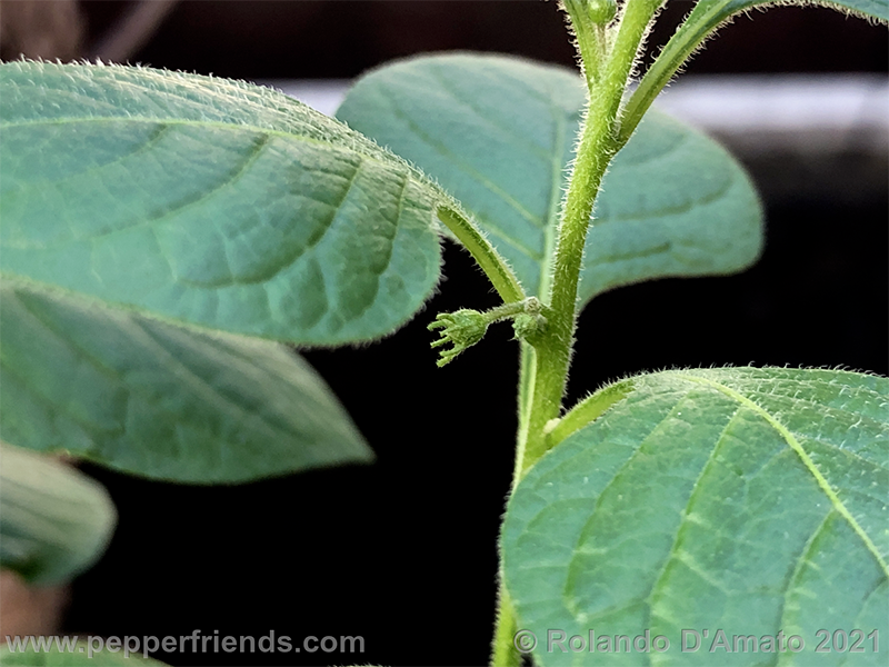 Capsicum-rhomboideum_006_2_1.png.c17b82bb5b3e06f13fed0d6e7225e250.png.e919e7785dc834b990e5a91700e54918.png