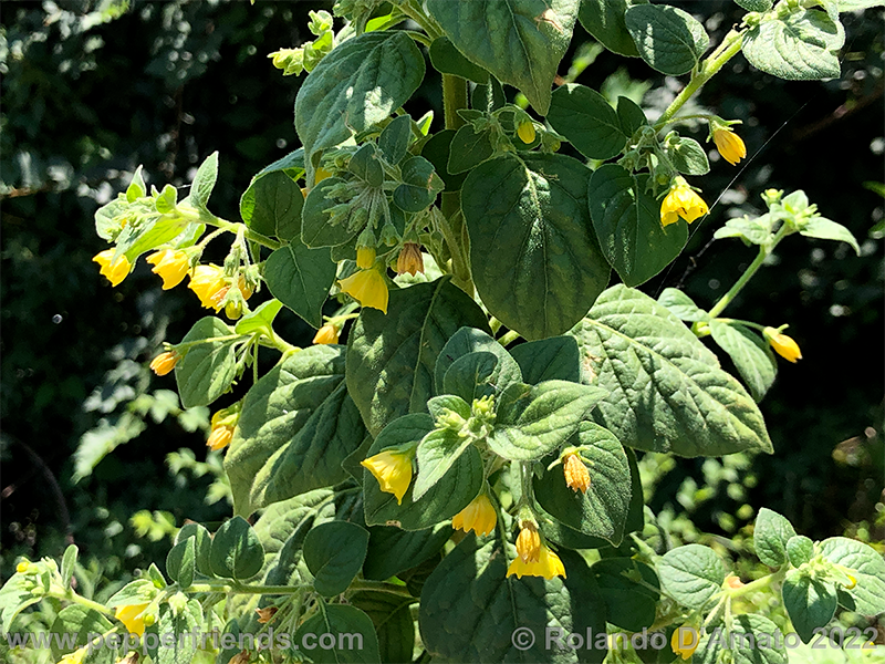 Capsicum-rhomboideum_006_3_1.png.3acb7c611180b21d402943220b8dae3a.png.f29829da2d39aaeadfd58ff07f388b6e.png