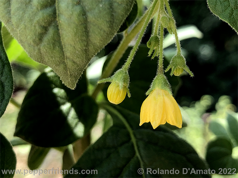 Capsicum-rhomboideum_006_4_7.png.3c714c778a139c1132ea3237bec7387a.png.858815ddef927e8716e3639d4bb41720.png