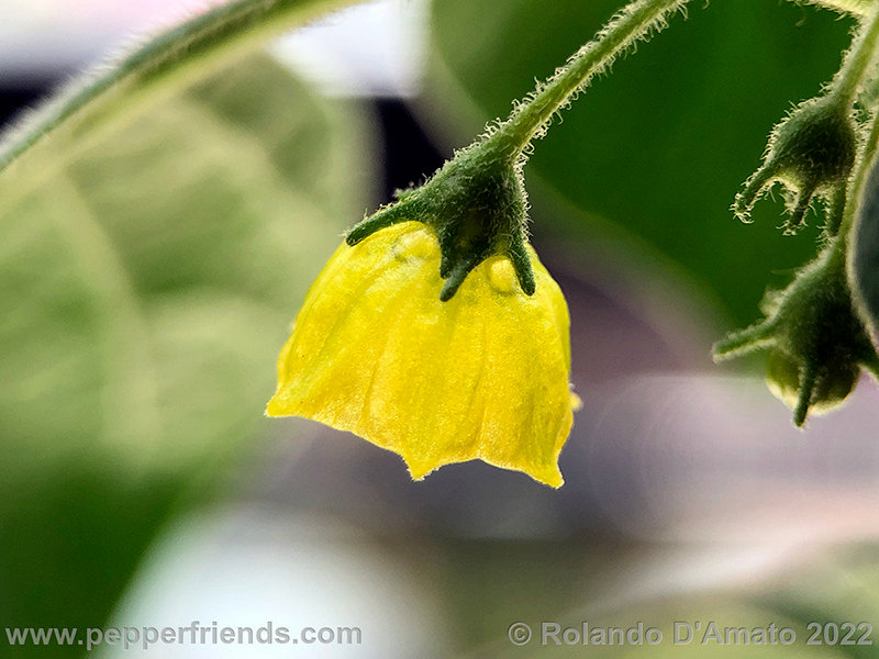 Capsicum-rhomboideum_006_5_9.jpg