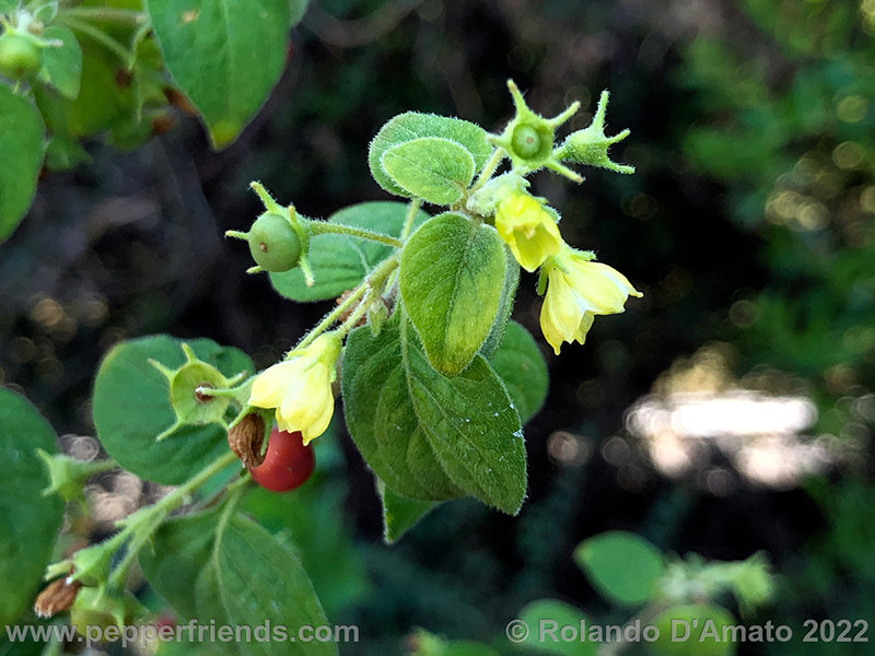 Capsicum-rhomboideum_006_6_8.jpg