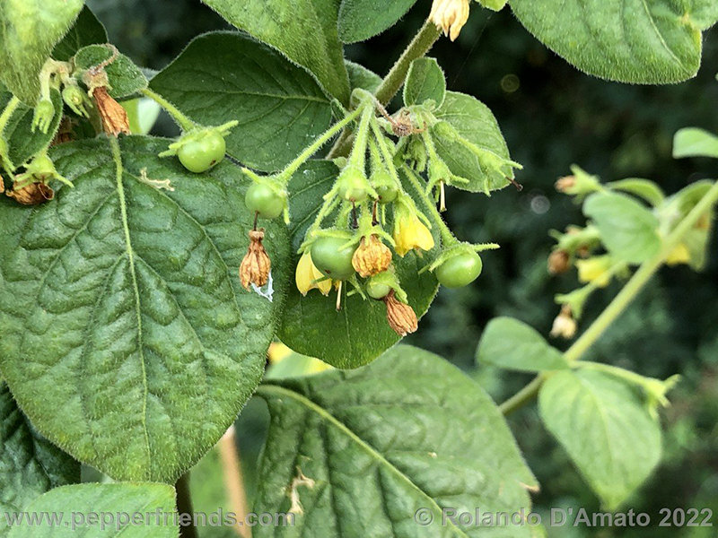 Capsicum-rhomboideum_006_7_img_1244.jpeg.1c6395cde3e657fc3af27f2d4e43376a.jpg