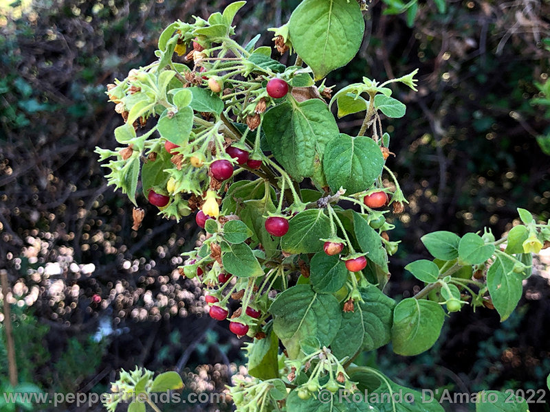 Capsicum-rhomboideum_006_8_9.jpg