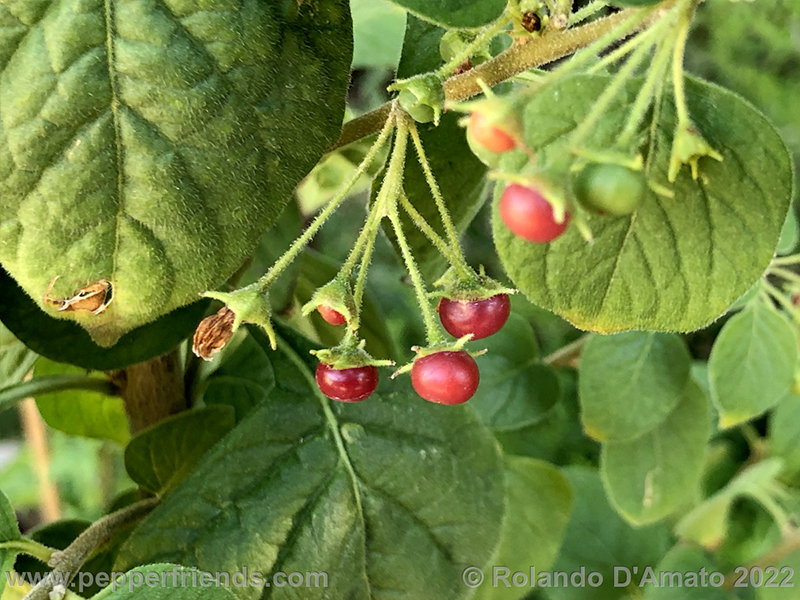 Capsicum-rhomboideum_006_9_4.jpg