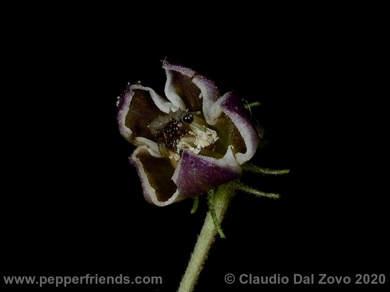 und_001_fiore_01.jpg